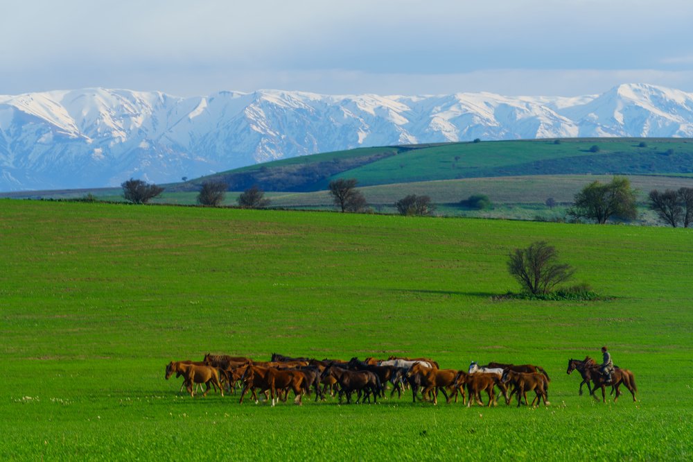 На пастбище