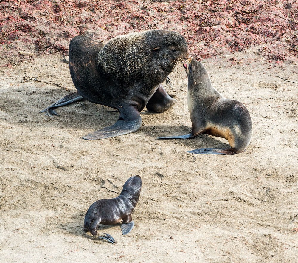 Семейная сцена.
