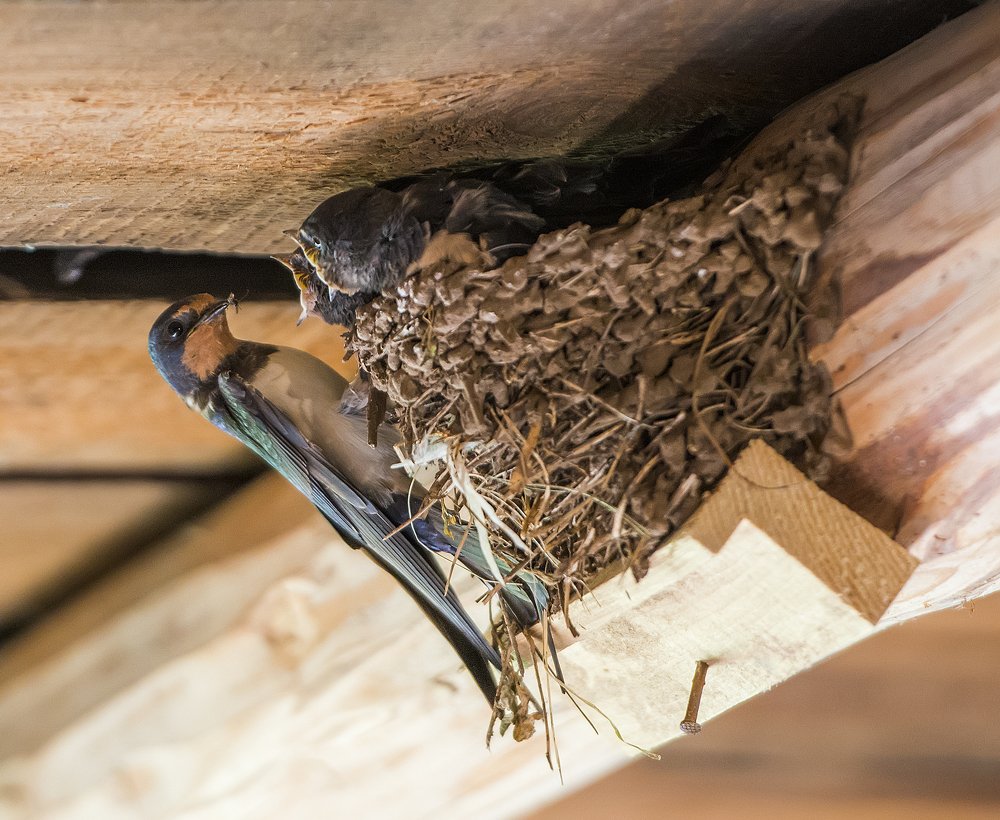 Ласточки под крышей.