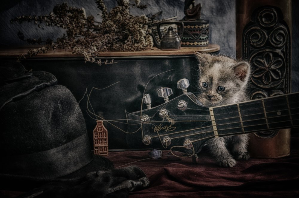 Still life with a cat