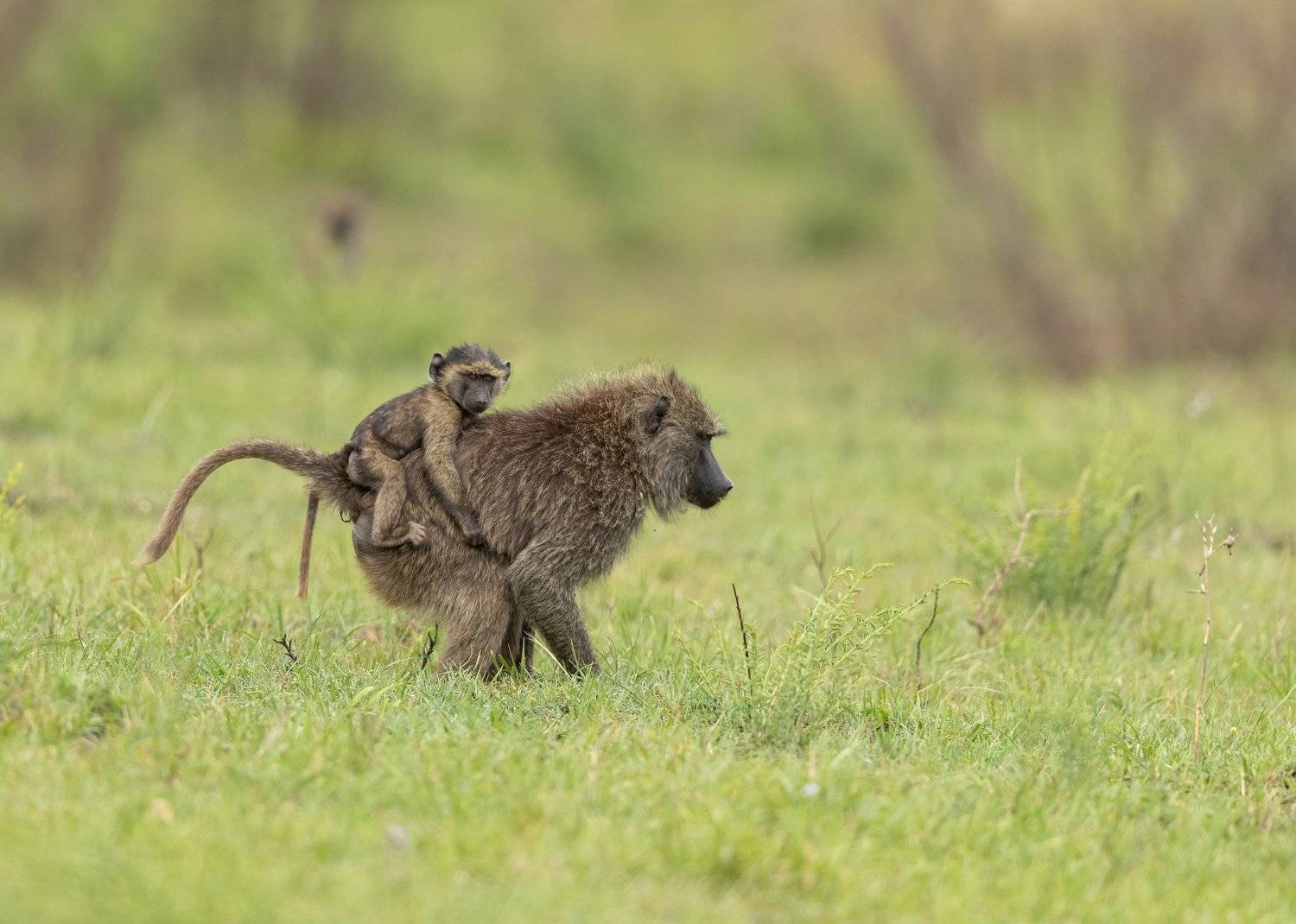 baboon baby safari