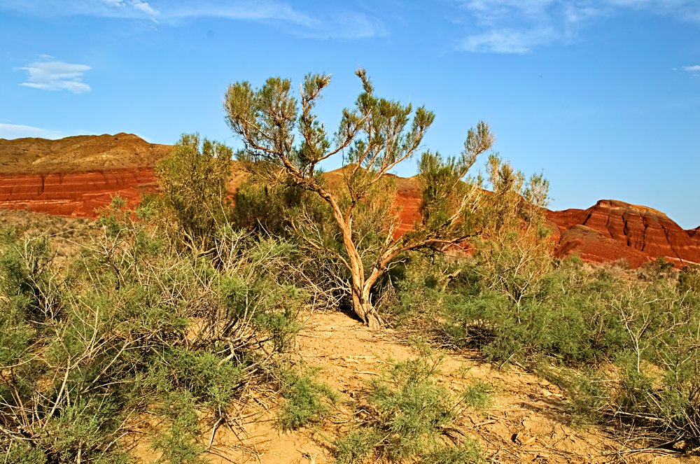 Саксаул