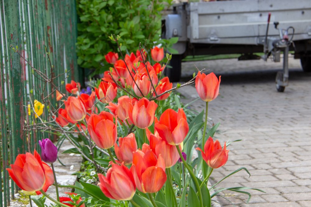 Tulips galore