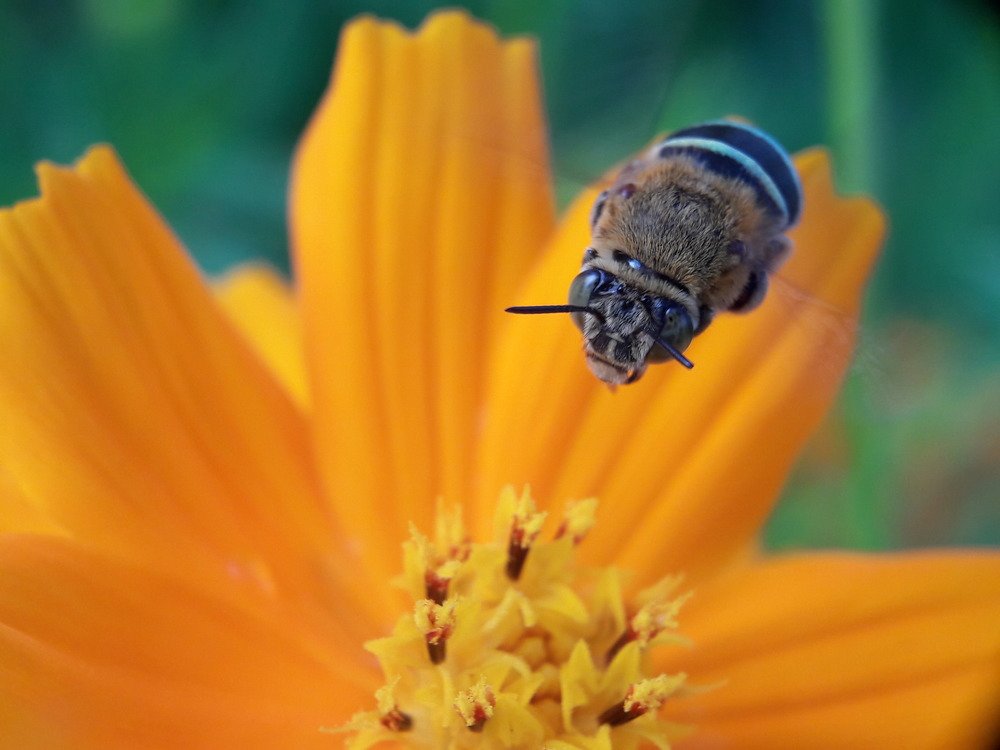macro