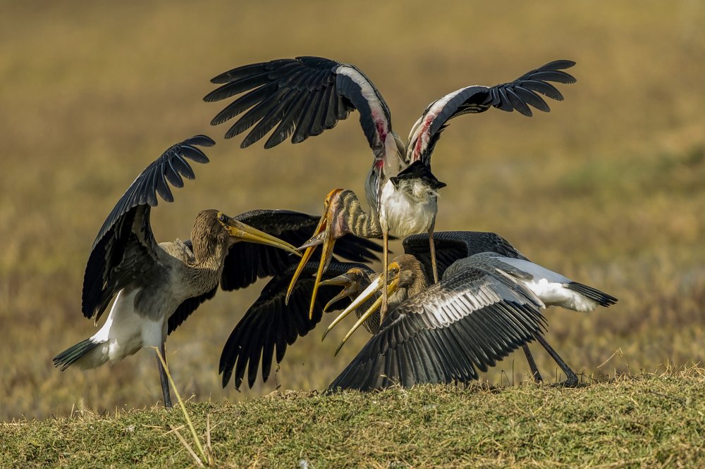 Painted Stork Feeding Fish to Juviniles