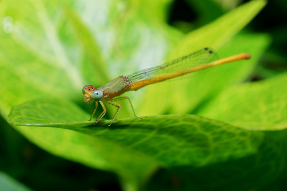Beauty in all different colours and sizes
