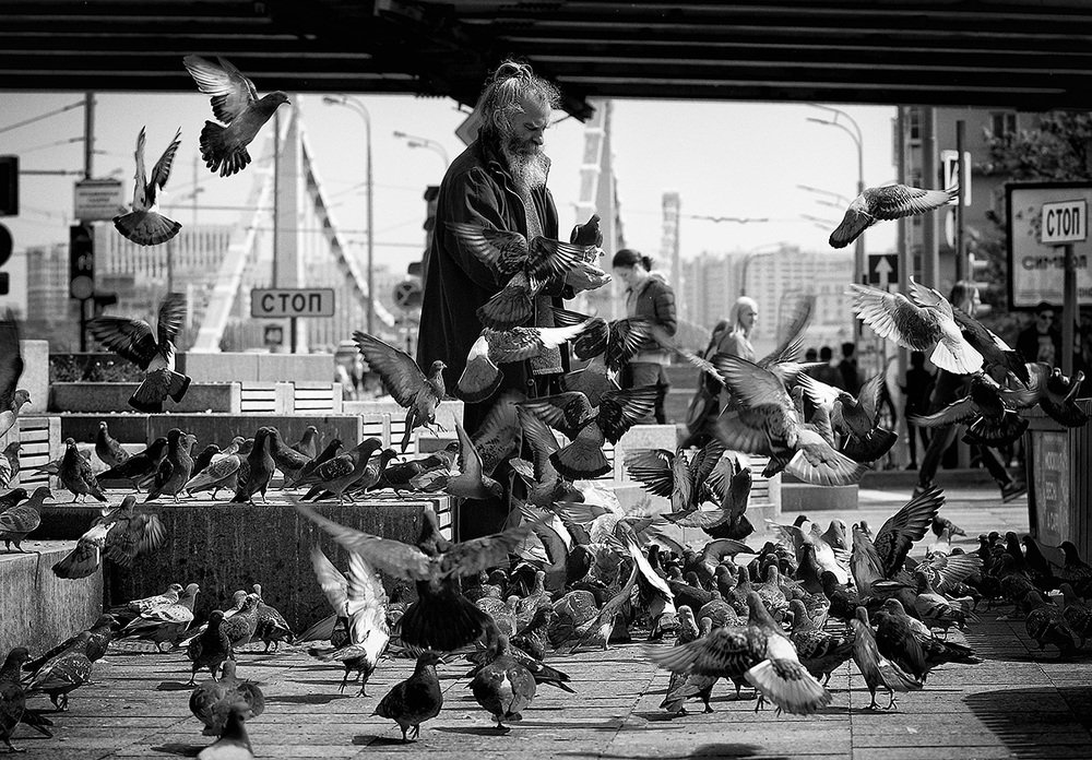 Кормление голубей