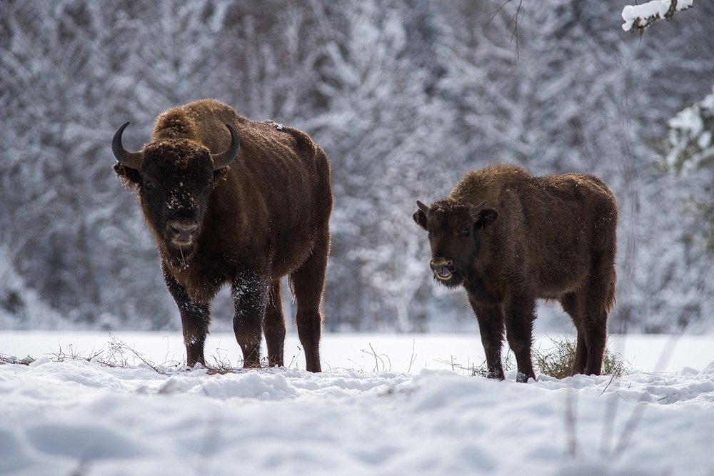 КИЗГЫЧСКИЕ ЗУБРЫ