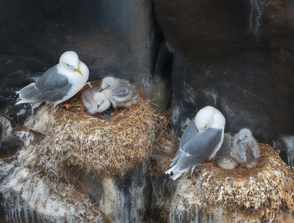 Kittiwake colony. Isle of May. Scotland
