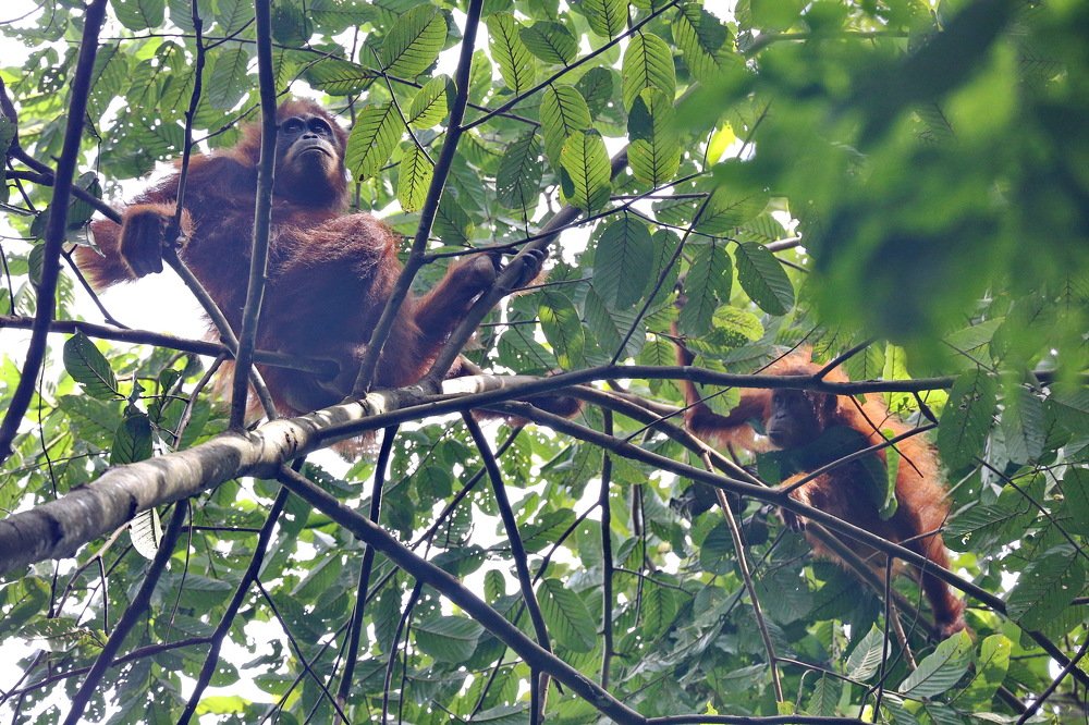 Orangutans