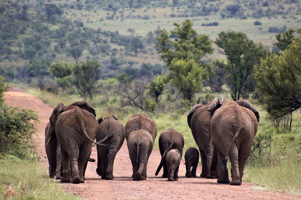 Blood is thicker than water