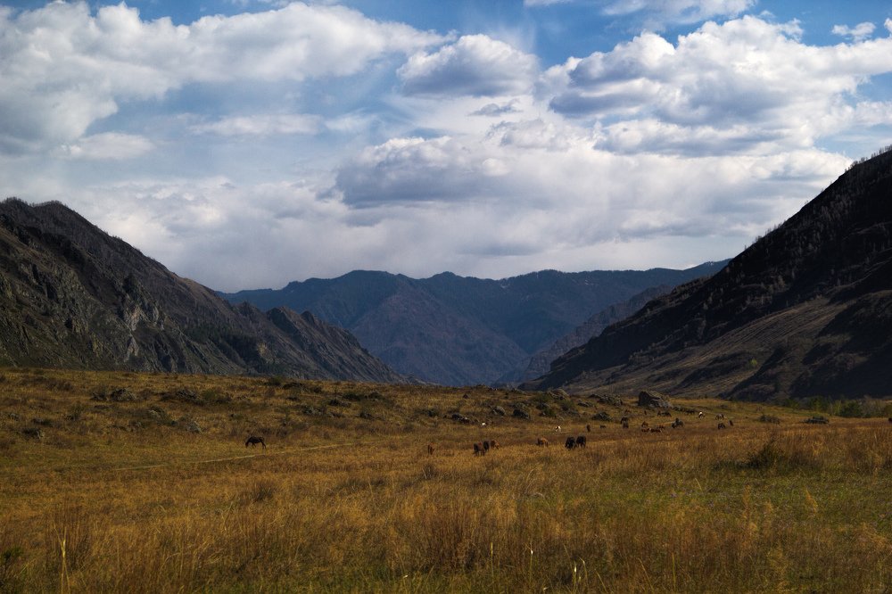Далеко-далеко в горах Алтая пасутся ко...