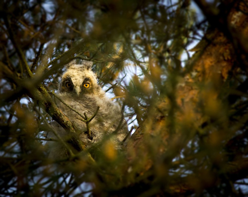 ушастая сова