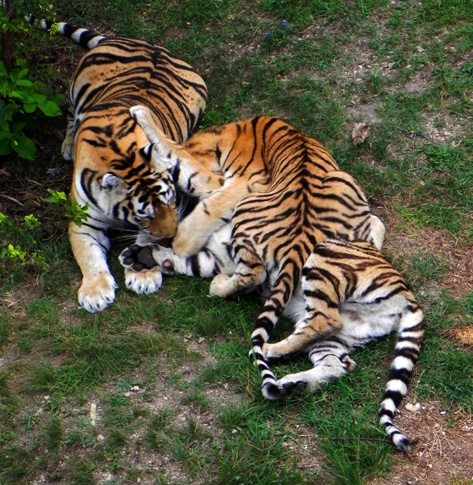 мама и весёлые ребята