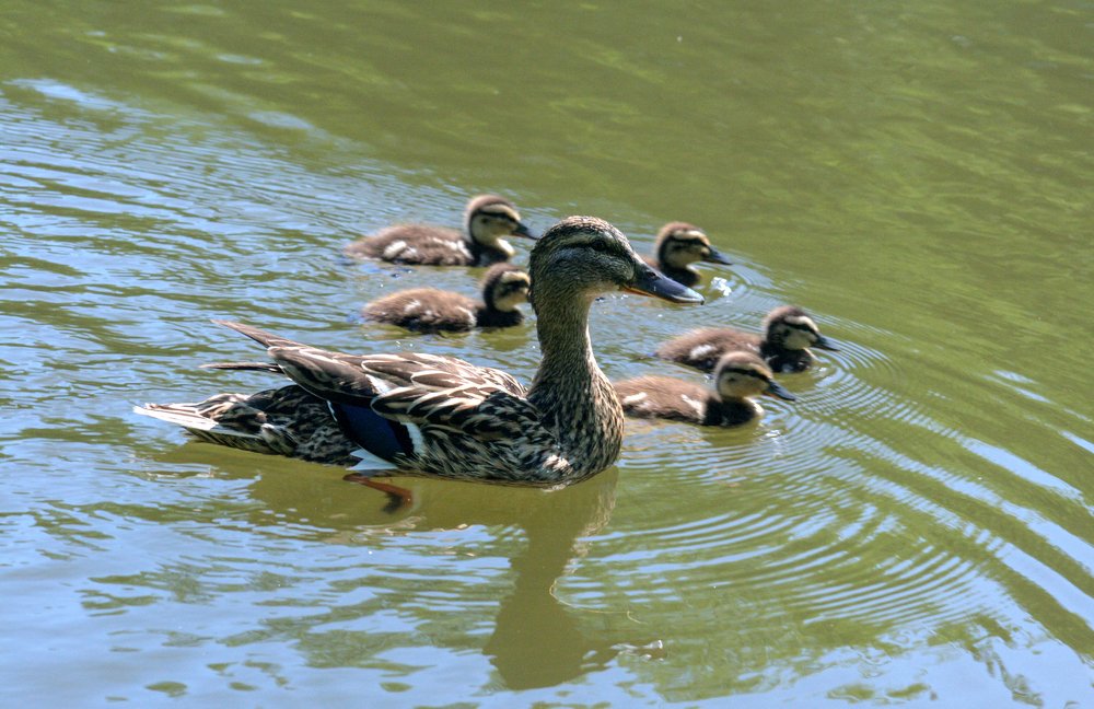 Photograph by Богдан Бигун