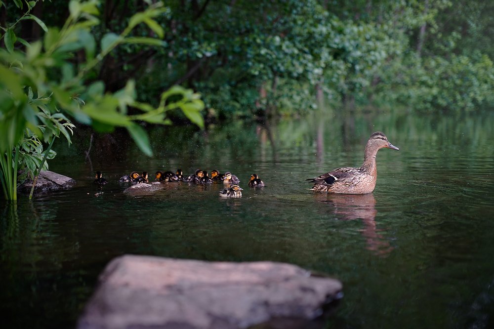 Photograph by Алёна Алешкевич