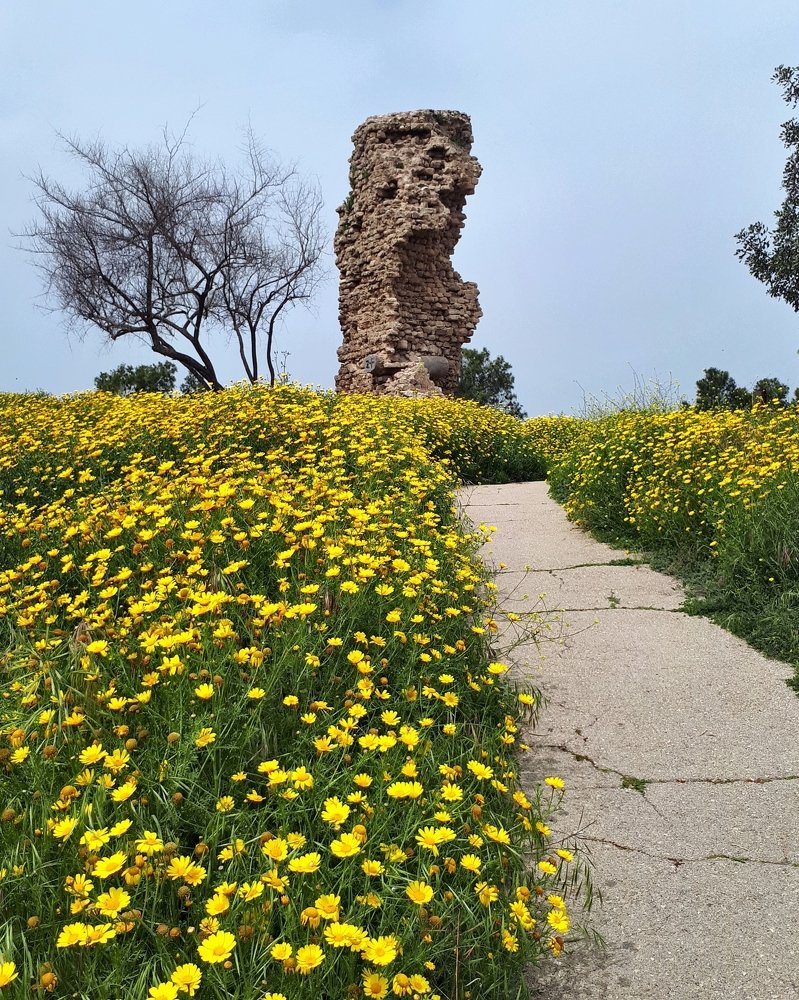 руины Ашкелона