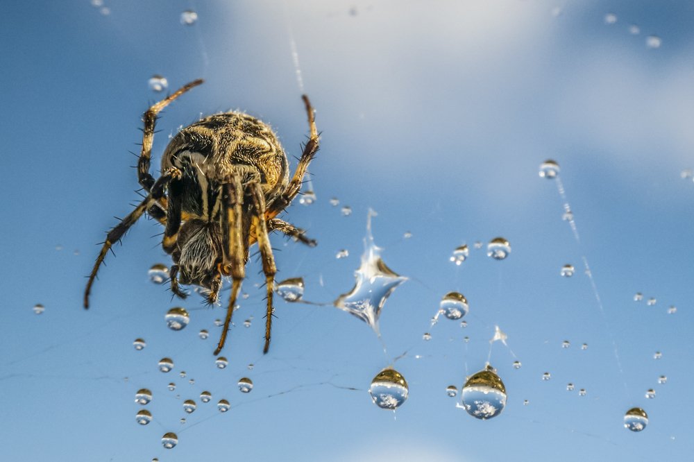 La Araña
