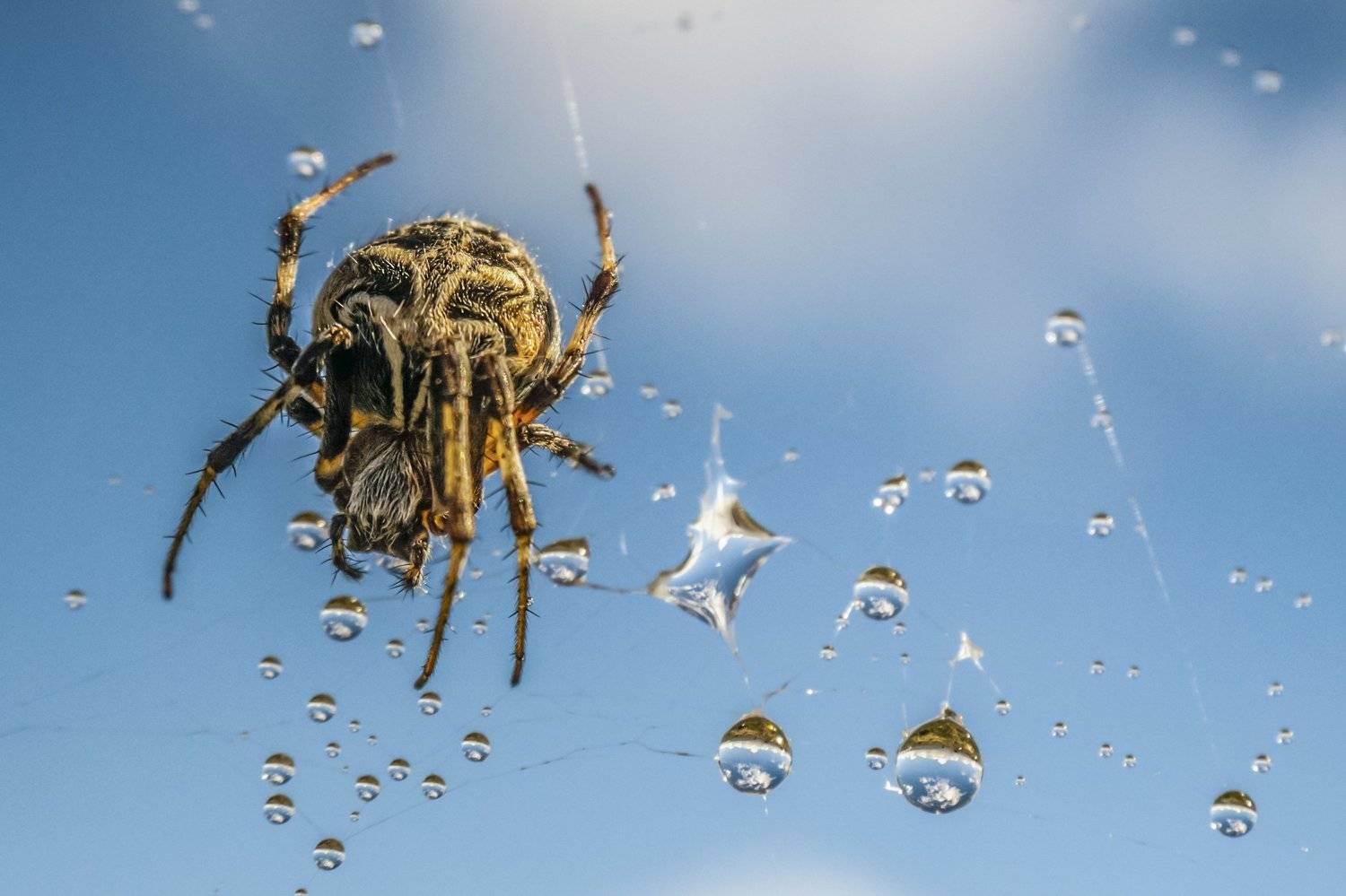 La Araña