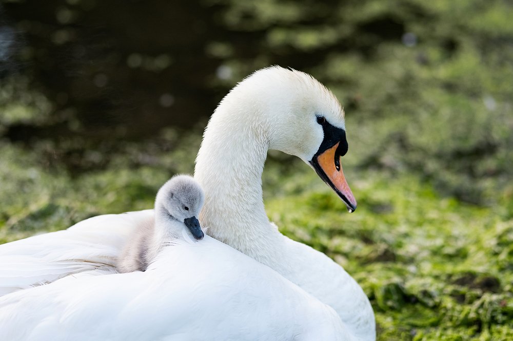 Семейный портрет