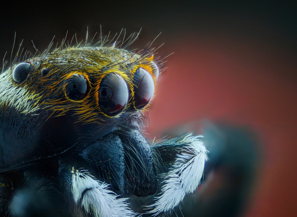 Jumping spider