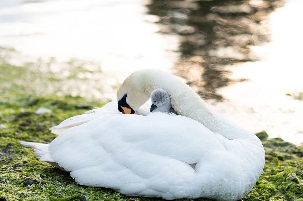 Счастливое семейство