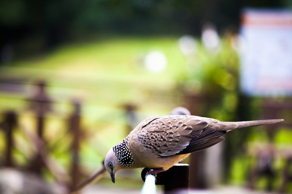 Spotted Dove
