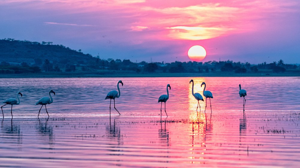 Flamingo Sunset