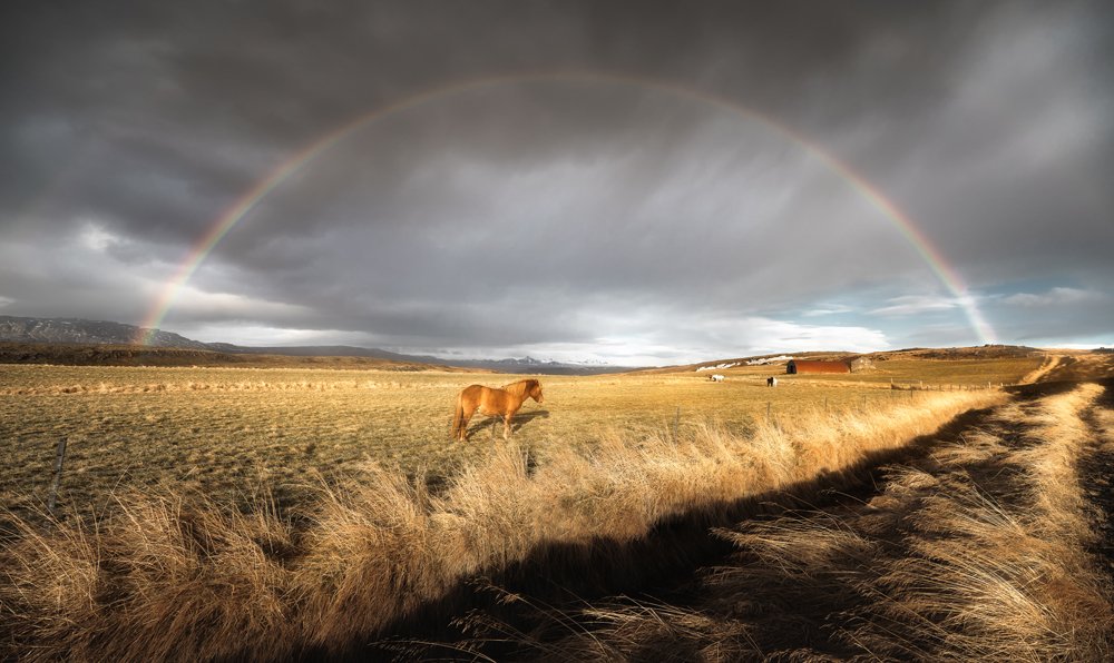 A Horse Under the Rainbow