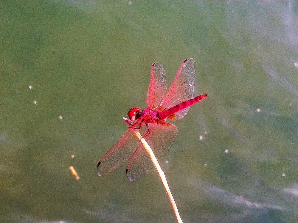 dragonfly