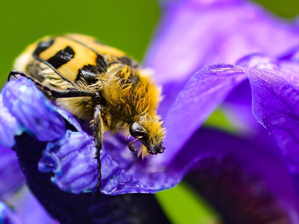 Восковик полосатый (лат. Trichius fasciatus)