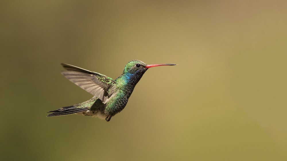 Broadbill Hummingbird