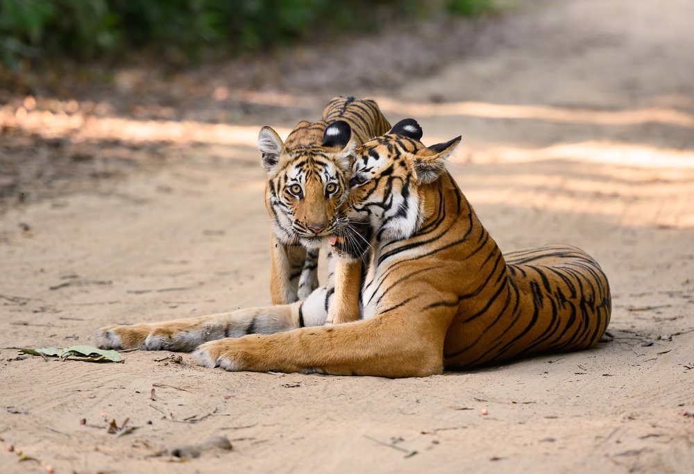Bonding - Tiger Mother & Cub