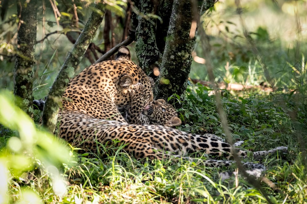 Mother & Cub -Leopard moments