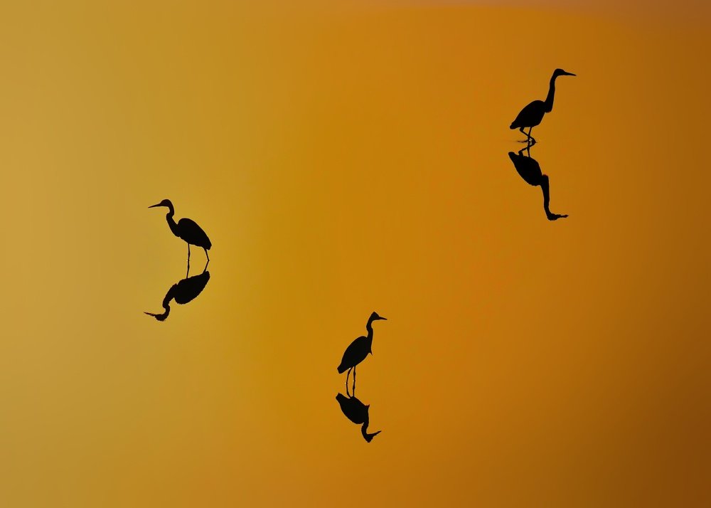 Shades of the golden hour