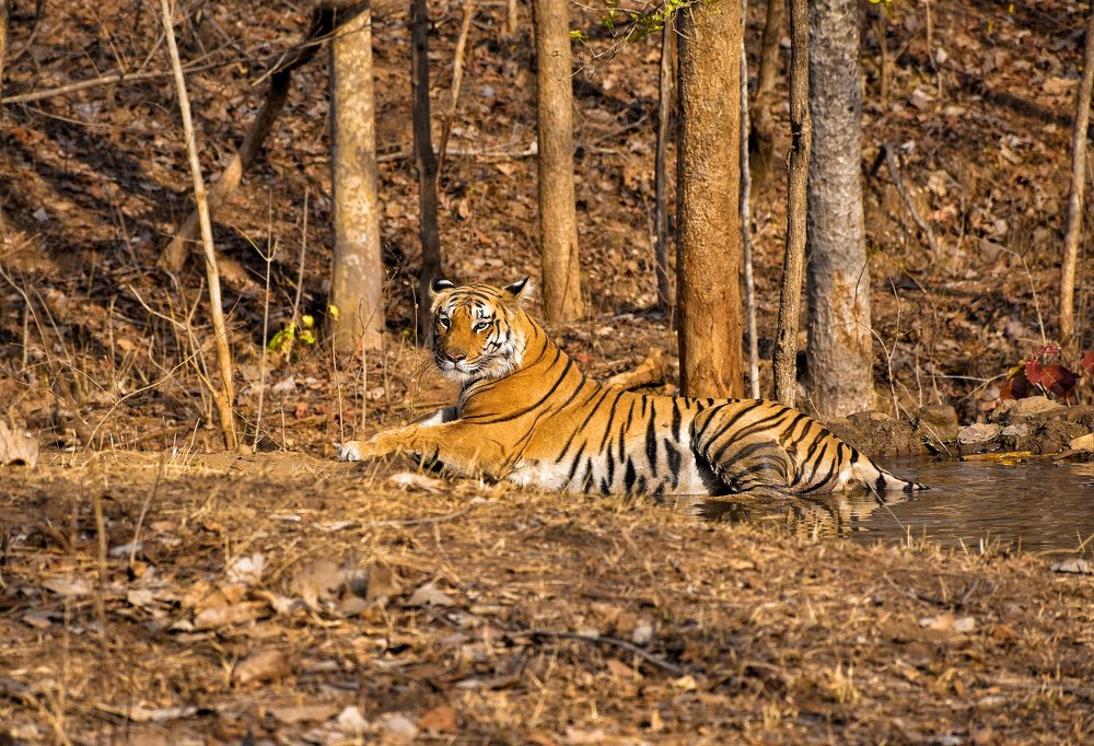 Bengal Tiger