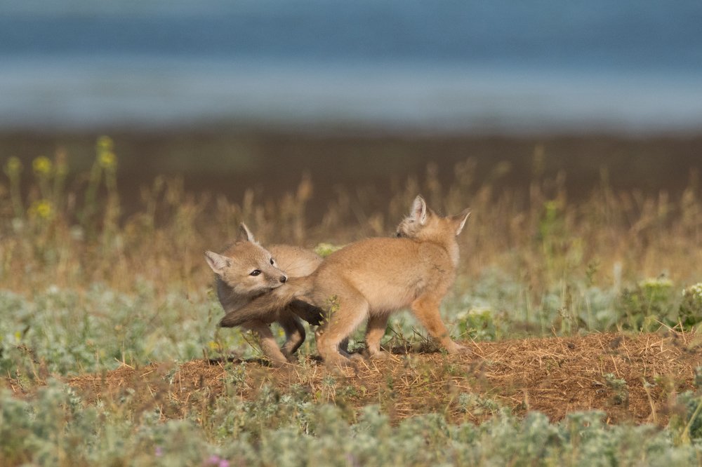 Тянем-потянем