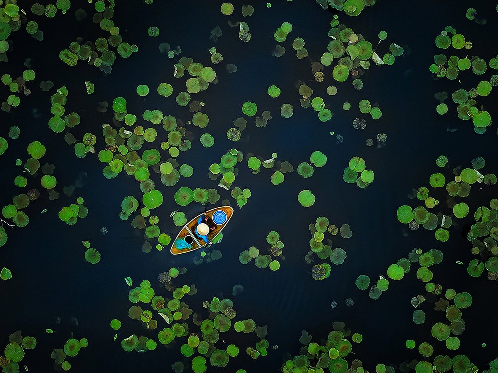 SUMMER ON THE LOTUS POND No1