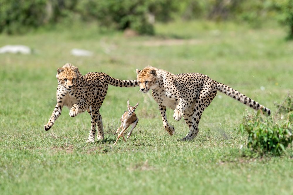 Cheetah sub adults learning to hunt