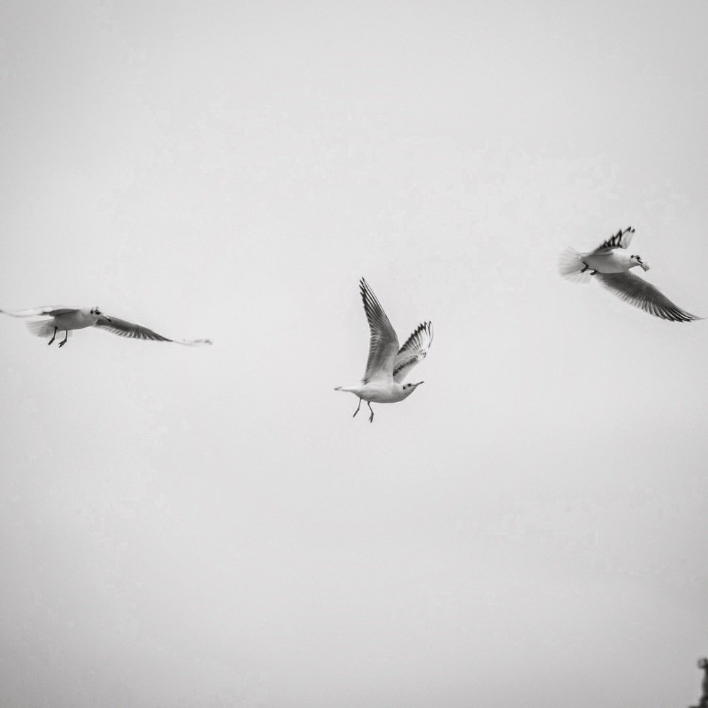 В погоне за едой на территории Версаля.