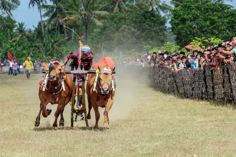 Traditional Bull Race of Madura