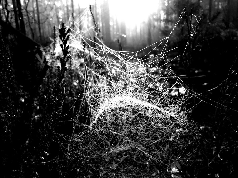 опасное кружево