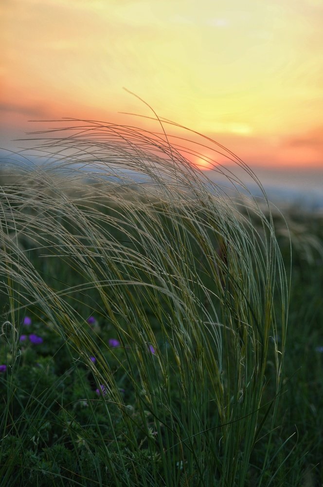 Засыпающий ковыль