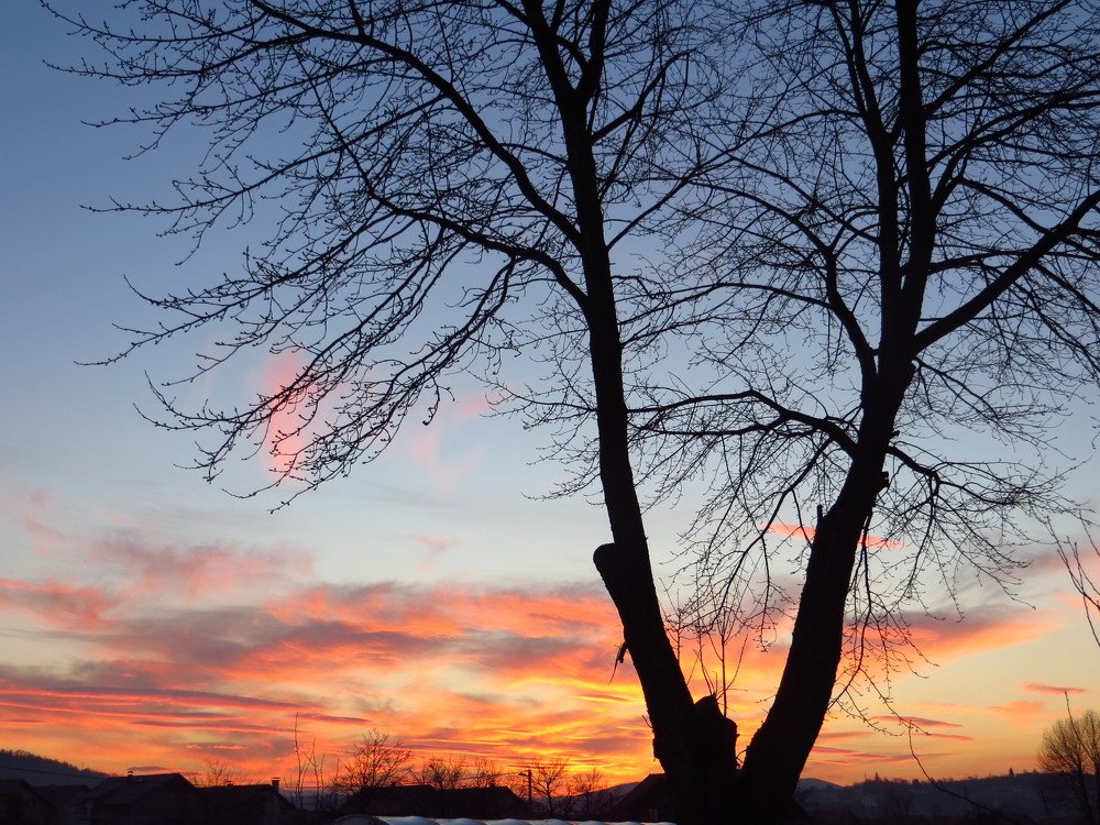 Cherry tree in sunset