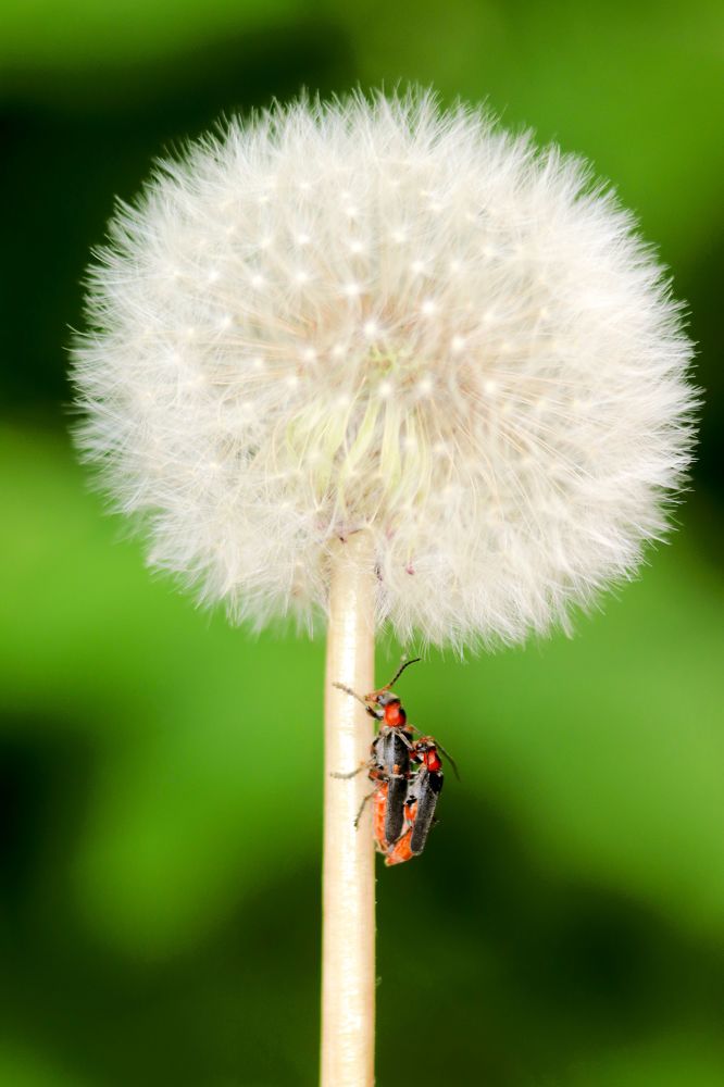 All you need is love