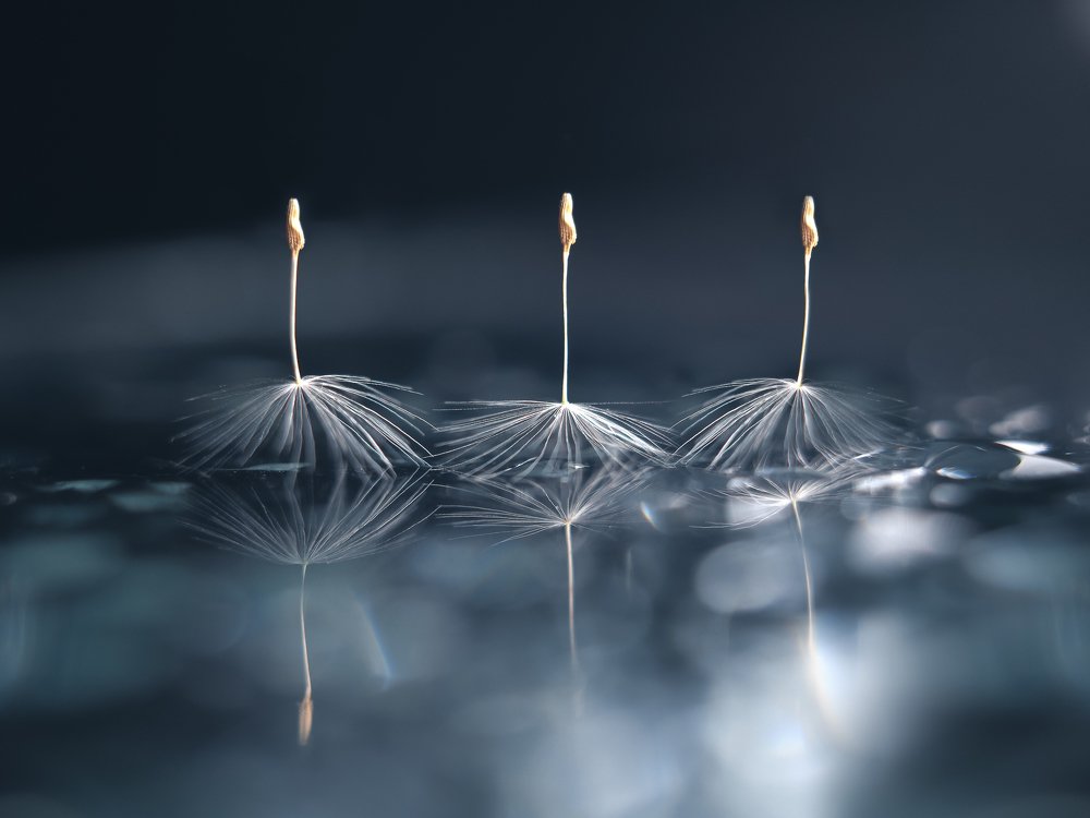 Лебединое озеро