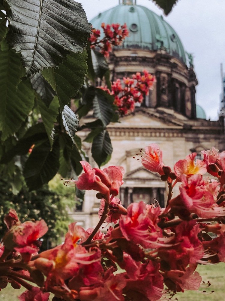 Цветение в Берлине