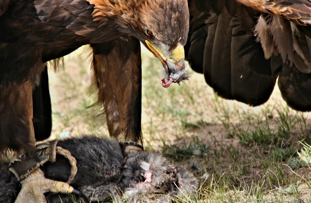 Последний удар клювом