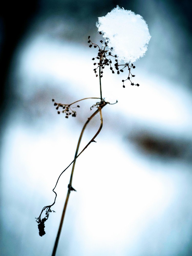 Конькобежец