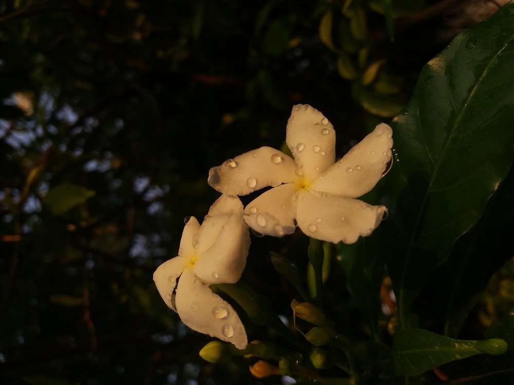 Фотография автора Dipesh Patidar
